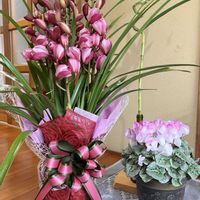 ミリオンバンブー,多肉植物,クリスマス,花のある暮らし,GSに感謝。の画像