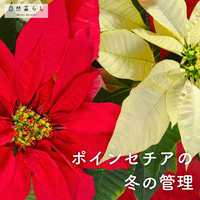 観葉植物,花のある暮らし,植物のある暮らし,肥料,プランター栽培の画像