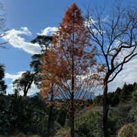 芍薬,メタセコイア,平和を願う,バラと夢CLUBの画像