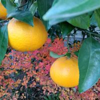 夏みかん,ナツミカン,紅葉（こうよう）,冬の庭,灯台躑躅の画像