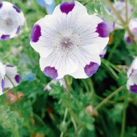 ネモフィラ,ネモフィラ,ネモフィラ・マクラータ,クリスマス,可愛いの画像