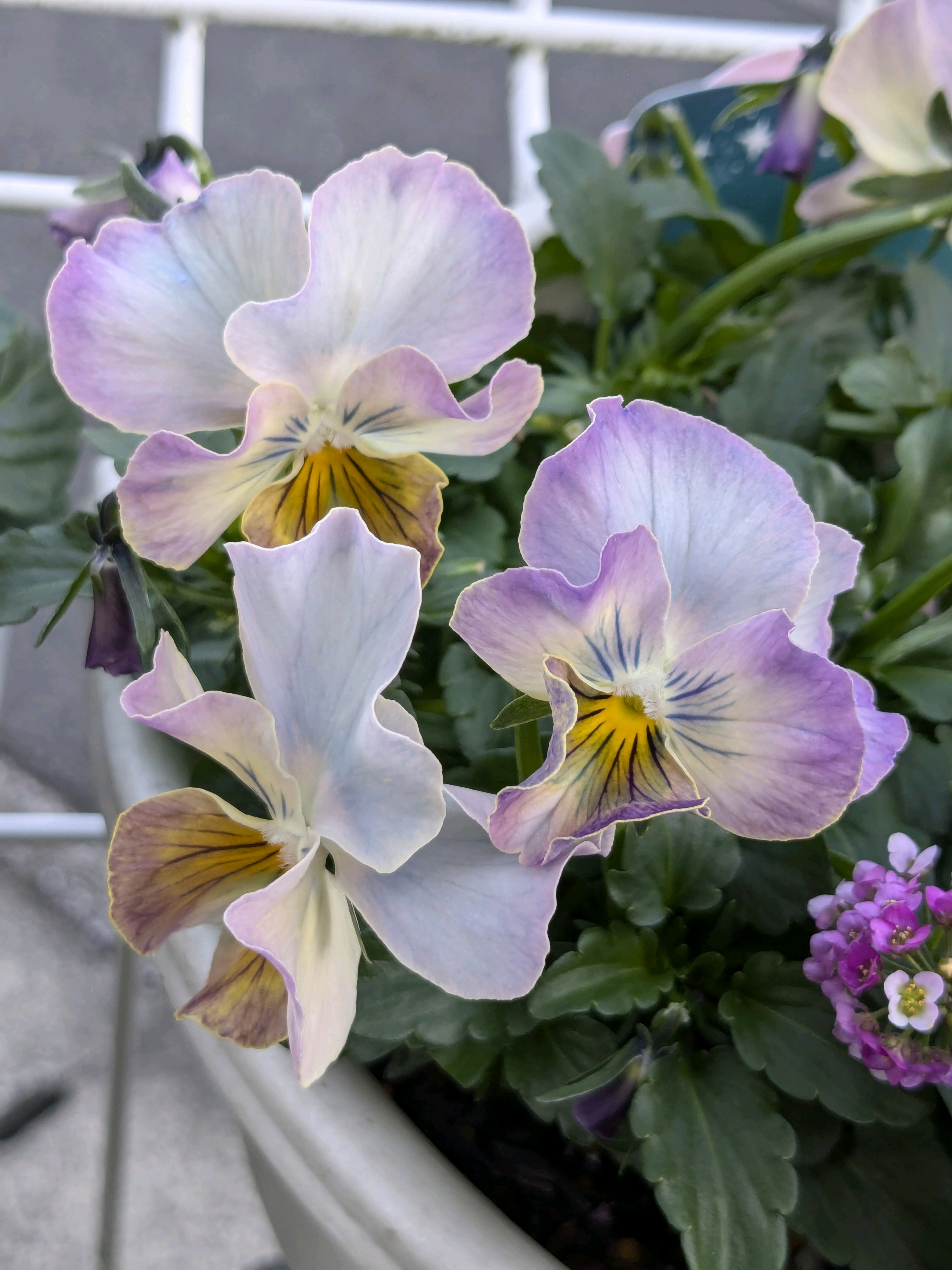 桂楓園 ビオラマジックアワー 希少3苗セット ブルービオラレディ 桂楓園