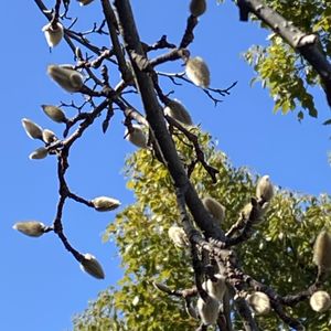 コブシ,ユキヤナギ,コブシの花芽,熊本,熊本からの画像