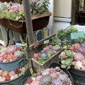 多肉植物,多肉寄せ植え,記録用,植中毒,JUNK Gardenの画像