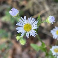 ヨメナ,野菊,ヒメジョオン,ユウガギク,花後の画像