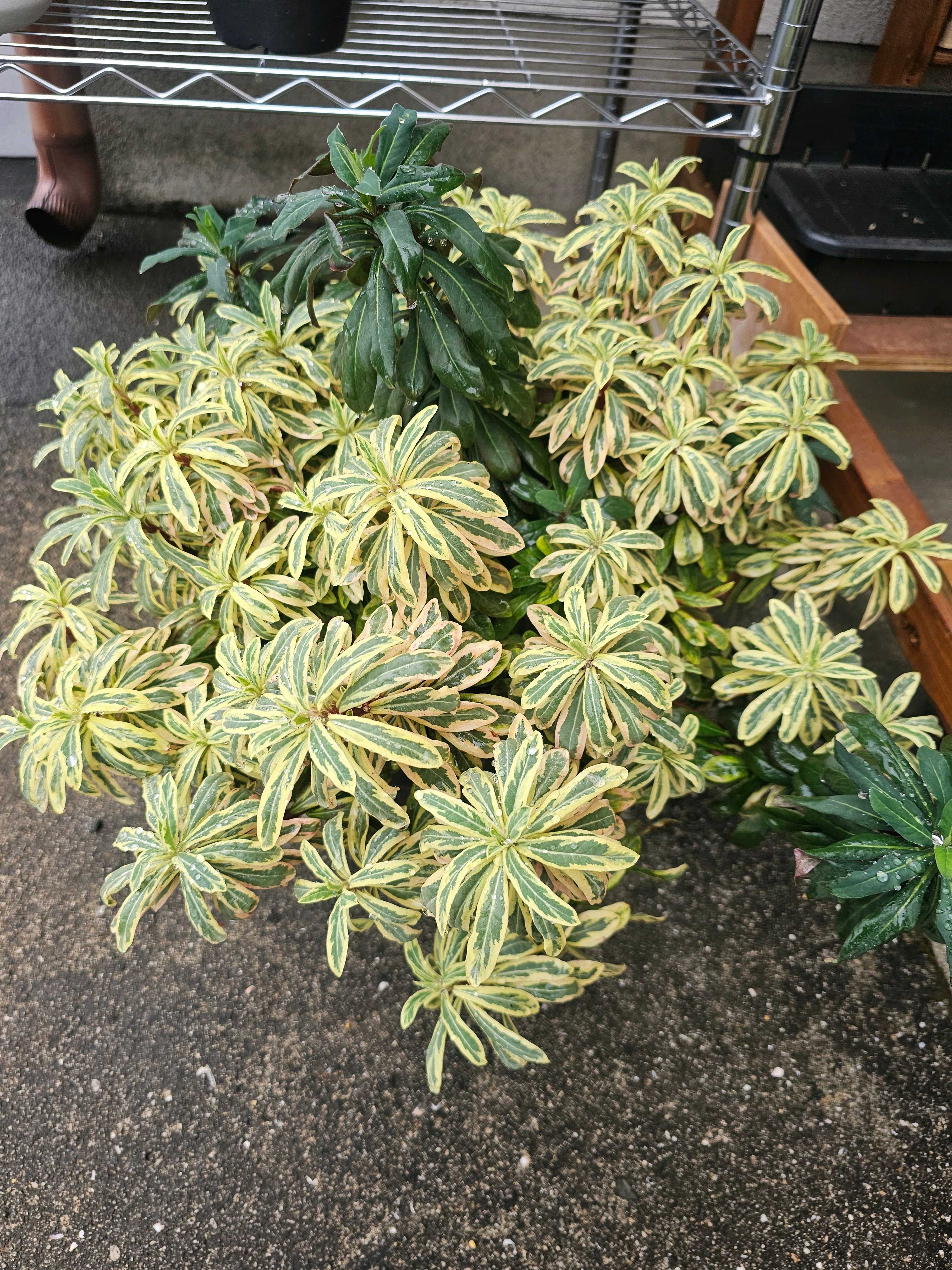 ユーフォルビア フロステッドフレーム【ハンズマン】｜🍀GreenSnap