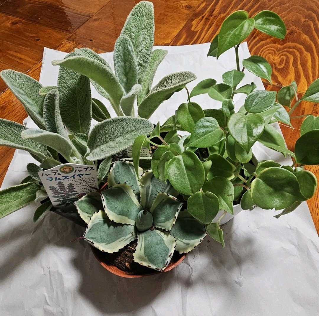 観葉植物　大型クワズイモ3株　10号　大幅値下げ 観葉植物 大型クワズイモ3株 10号 大幅値下げ