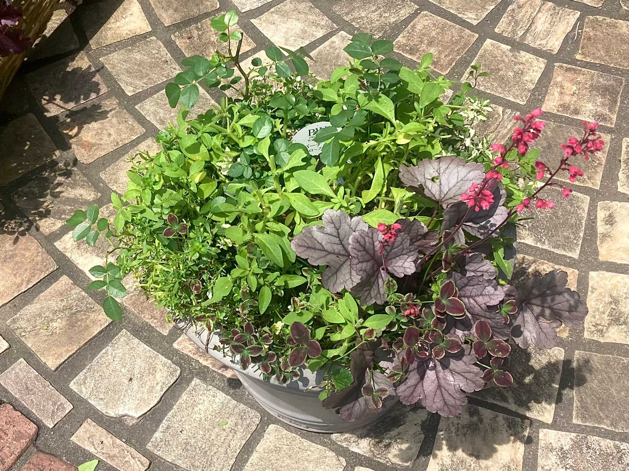 PW『スーパーチュニア』＆『ヒューケラドルチェ』寄せ植えにしてみた
