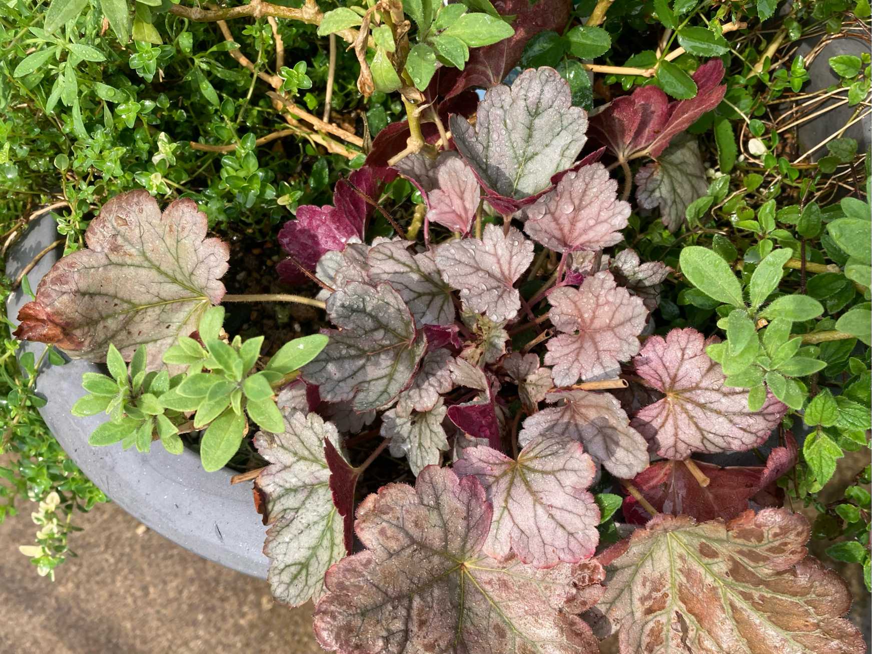 PW『スーパーチュニア』＆『ヒューケラドルチェ』寄せ植えにしてみた