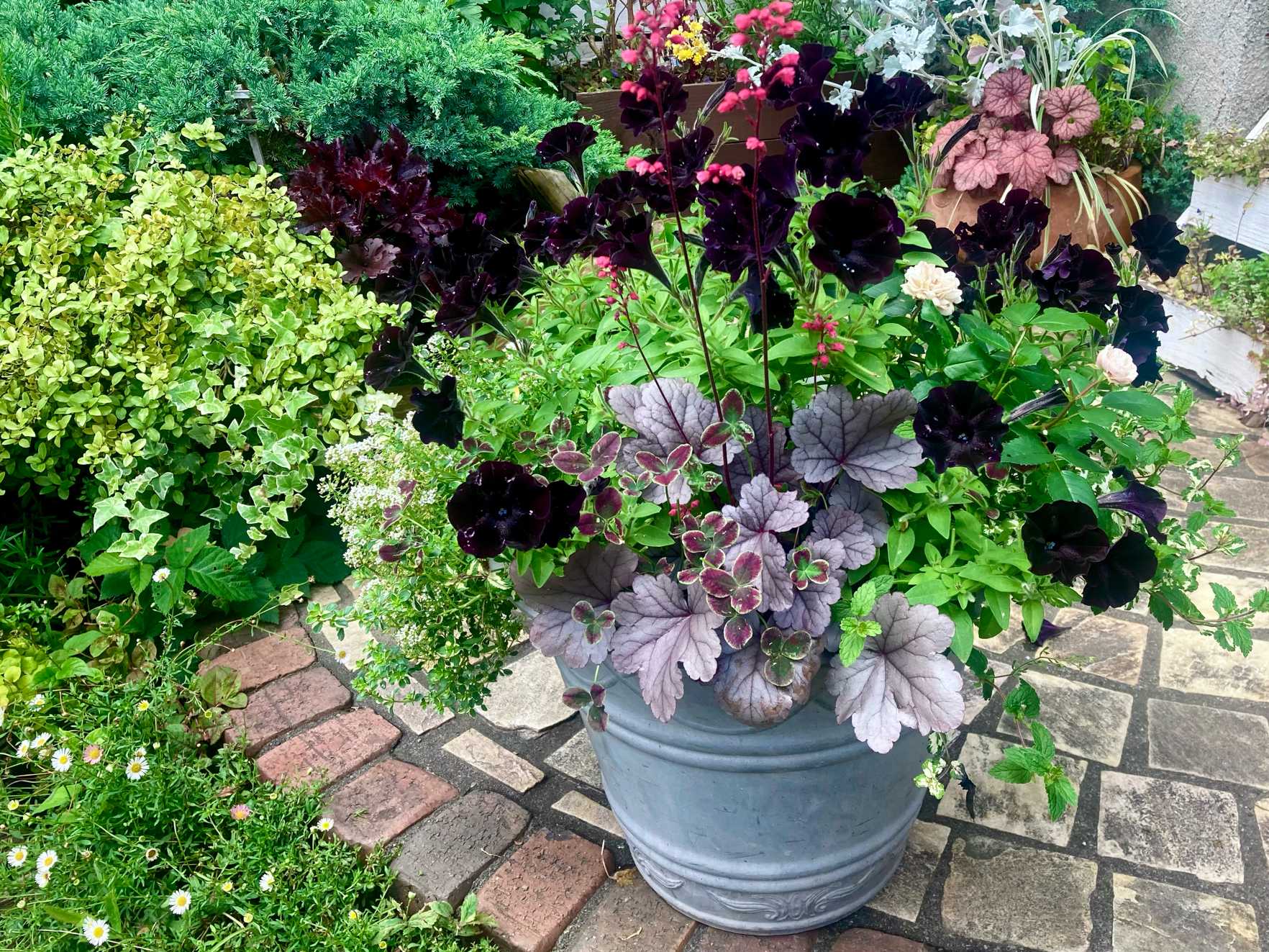 PW『スーパーチュニア』＆『ヒューケラドルチェ』寄せ植えにしてみた