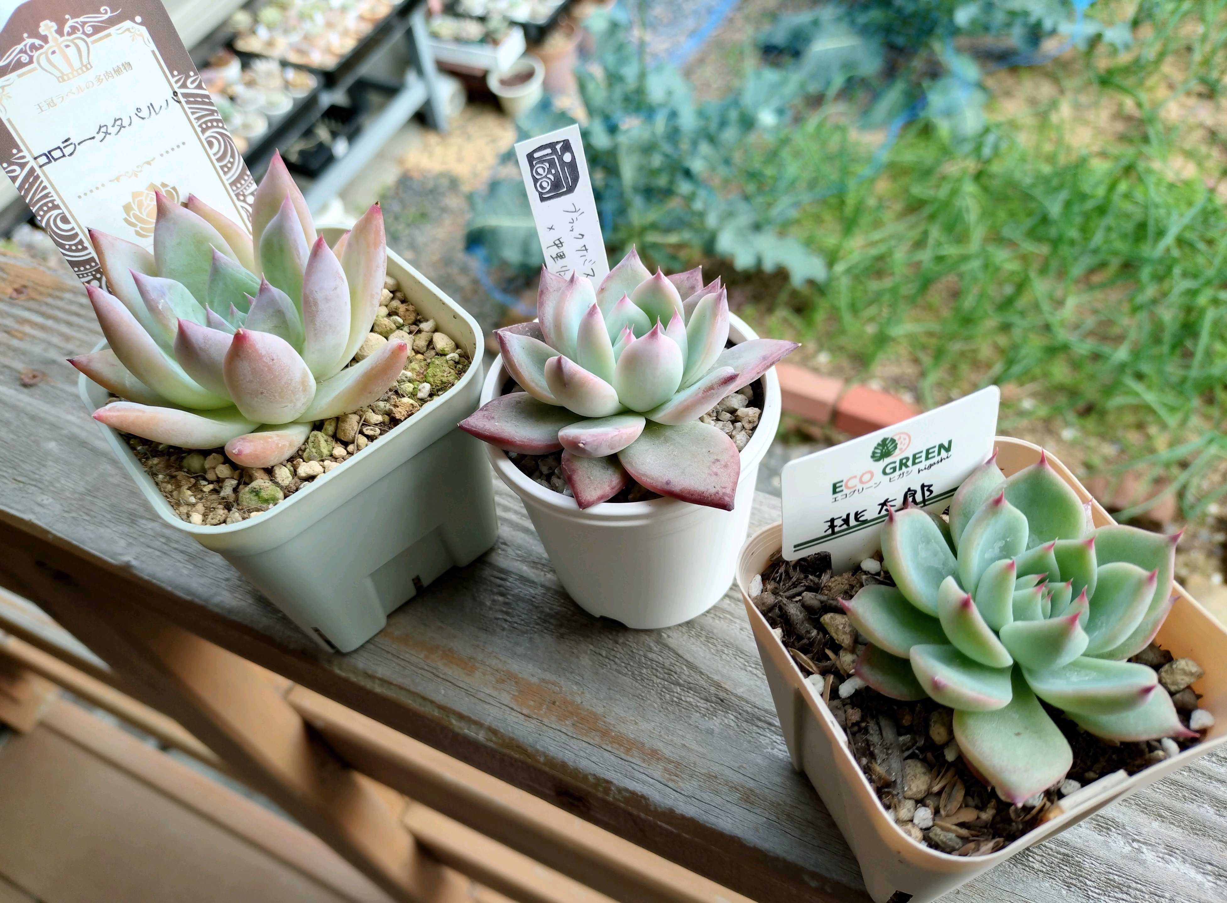 桃太郎の投稿画像 by oyaさん｜エケベリア属とコロラータ タパルパと