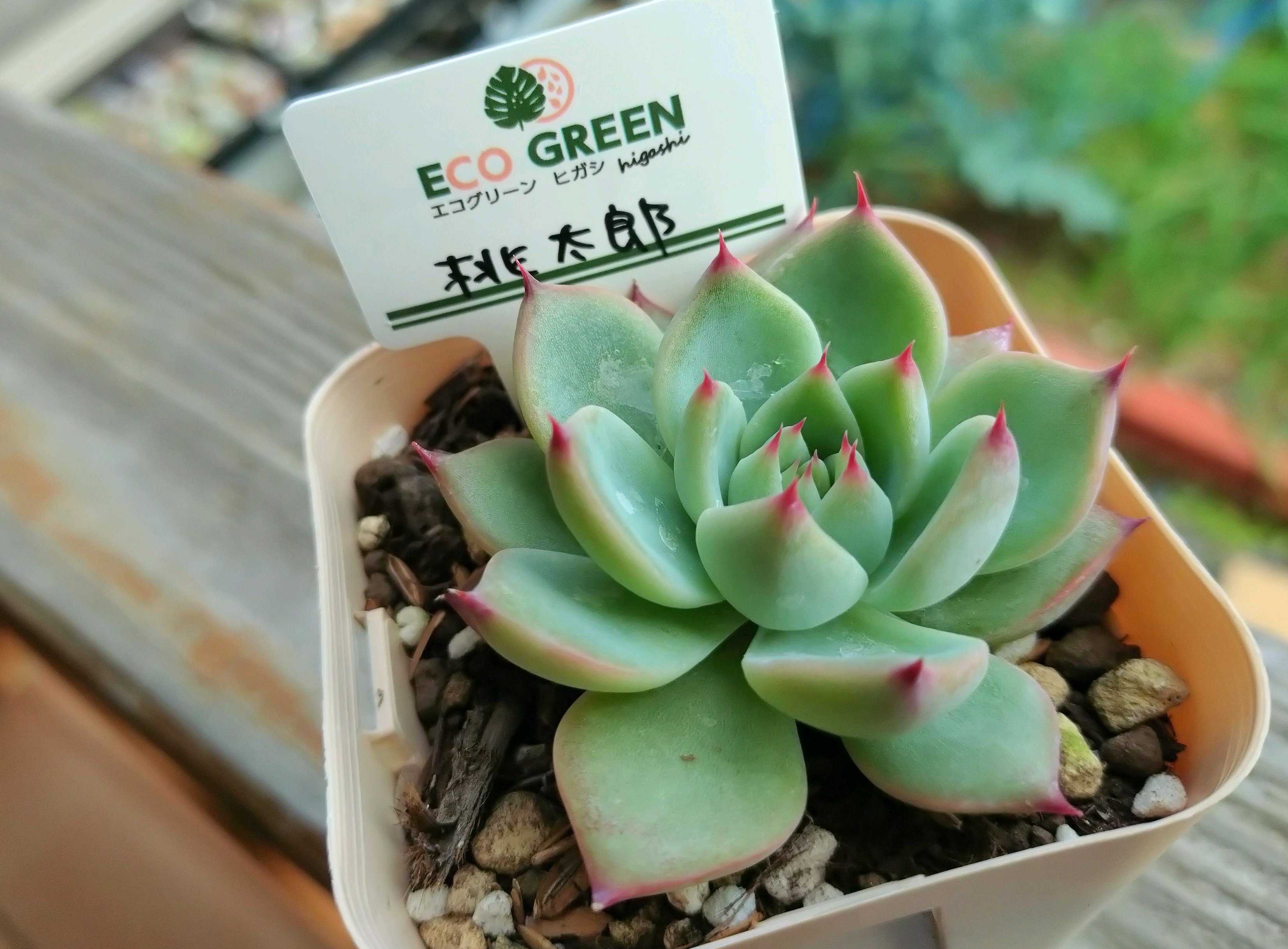 桃太郎の投稿画像 by oyaさん｜エケベリア属とコロラータ タパルパと