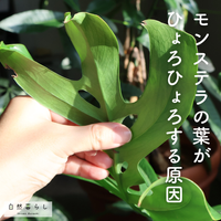 モンステラ,観葉植物,植物のある暮らし,肥料,自然のある暮らしの画像