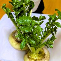 大根の葉っぱ,窓辺の植物,野菜 水耕栽培,ガーデニング初心者,大根の葉栽培の画像