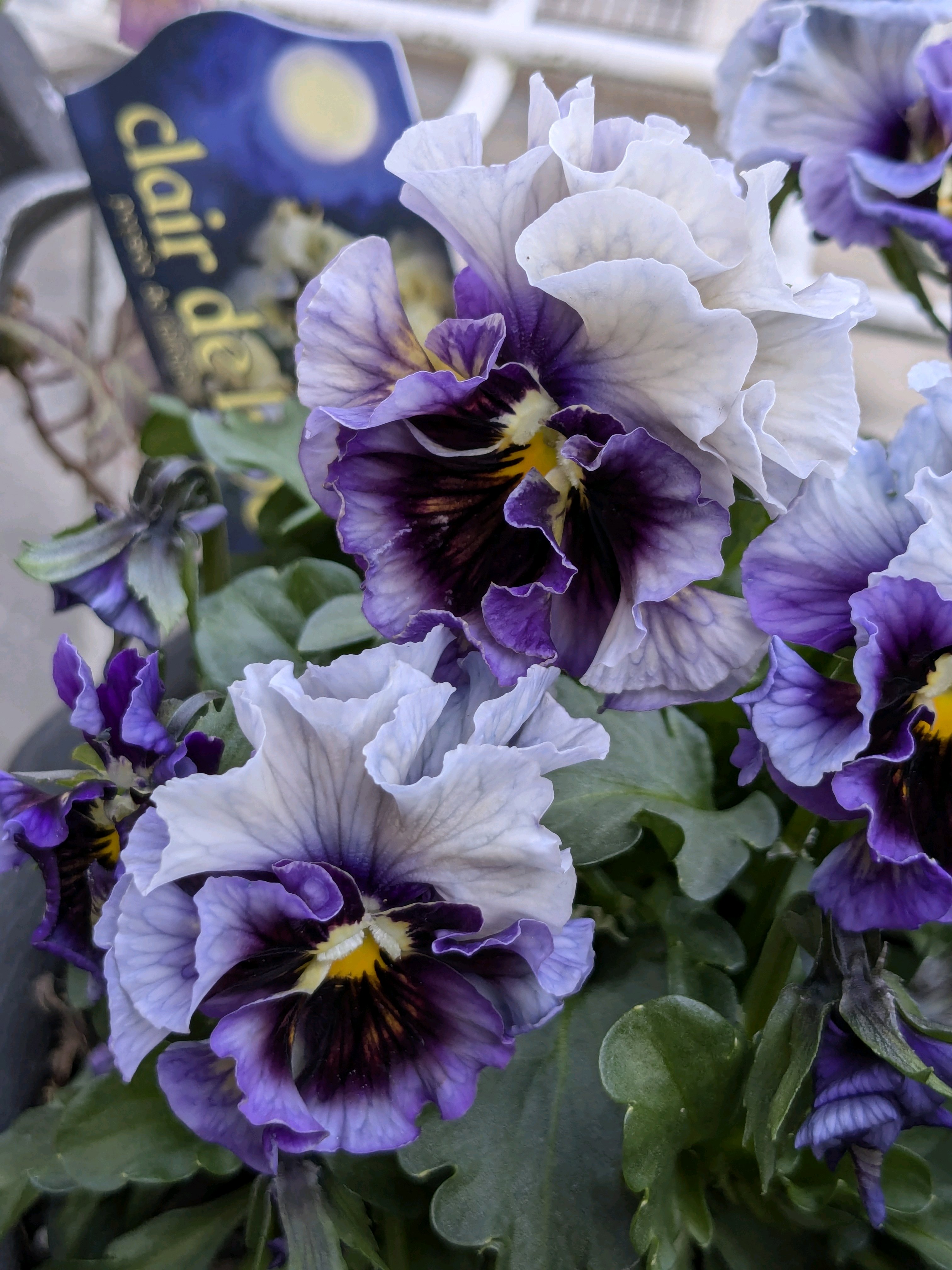 ウーゲデールのビオラ・パンジーカタログ2024｜🍀GreenSnap