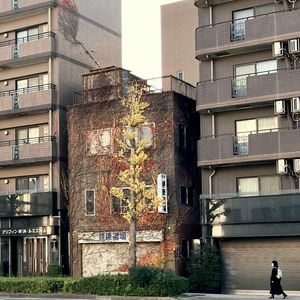 街路樹,スキマ植物,街の植栽,植物散歩,街中の植物の画像