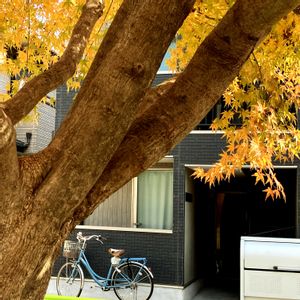 街路樹,街の植栽,植物散歩,街中の植物の画像