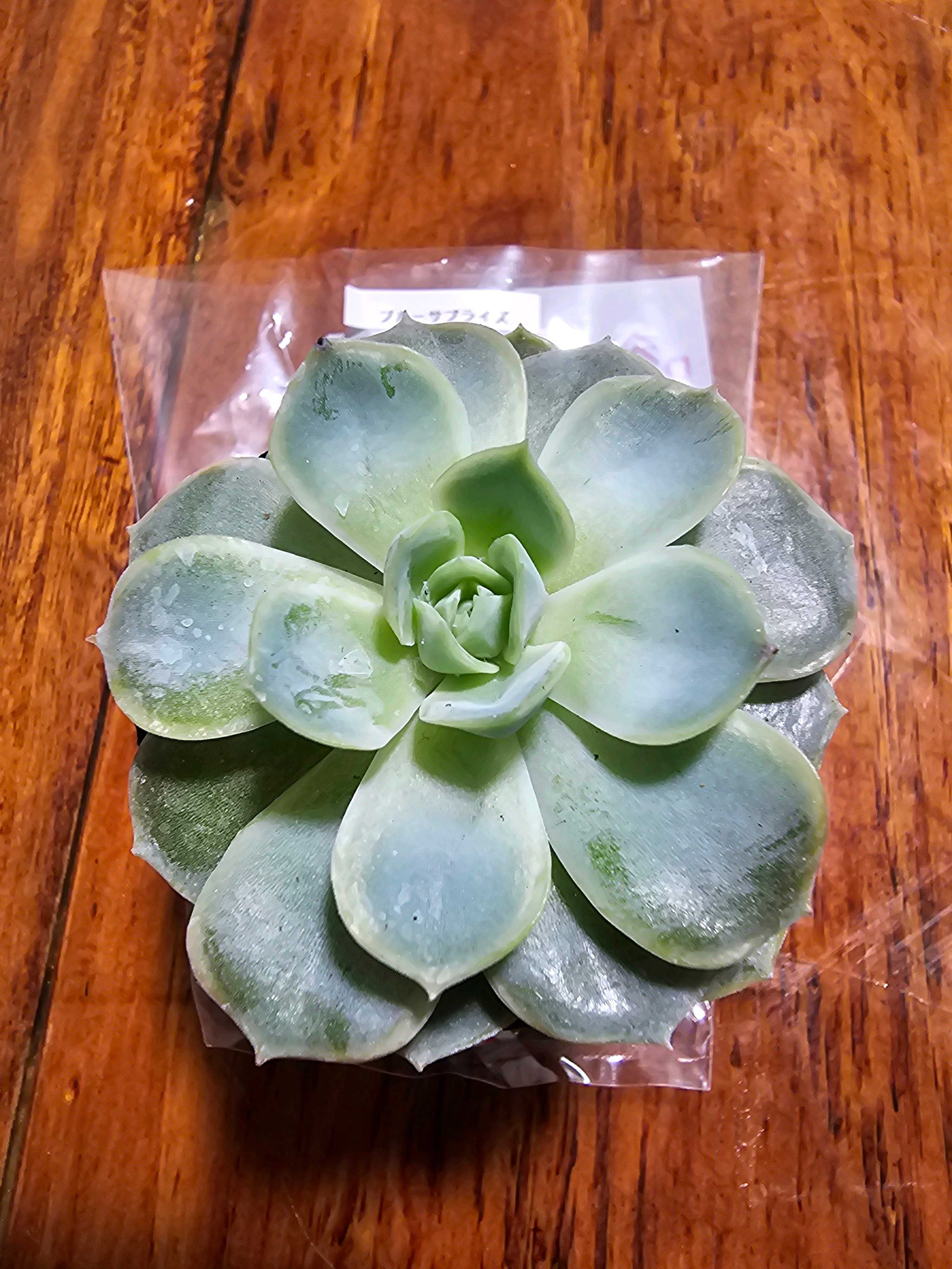 多肉植物エケベリア　ブルーサプライズ エケベリア ブルーサプライズ - 多肉植物 人気の多肉植物 多種類