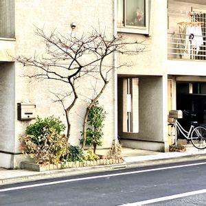 街路樹,スキマ植物,街の植栽,植物散歩,街中の植物の画像