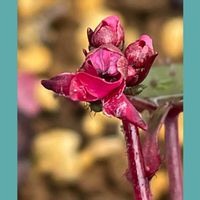 サザンカ,大文字草,山野草,花のある暮らし,お花大好き♡の画像