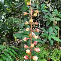 サガリバナ,下り花,季節の花,花のある暮らし,咲くやこの花館の画像