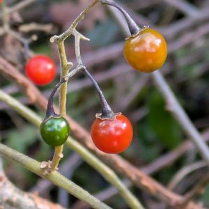 ヒヨドリジョウゴ,ヒヨドリジョウゴ,ヒヨドリジョウゴの実,赤い実,マクロ撮影の画像