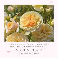 バラ、薔薇、ばら,バラ シナモンチャイ,つるバラ,黄色いバラ,ロゼット咲きの画像