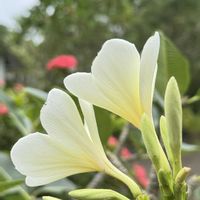 プルメリア,白い花,南国の花,いい匂い,パラオのプルメリアの画像