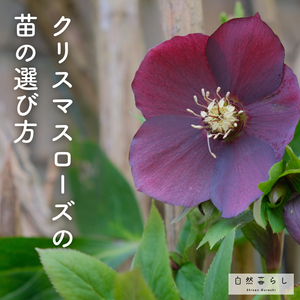 ガーデニング,花のある暮らし,植物のある暮らし,肥料,自然のある暮らしの画像