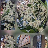 ヤツデ,ヤツデ,テッポウユリ,花手水❀,花手水❀の画像