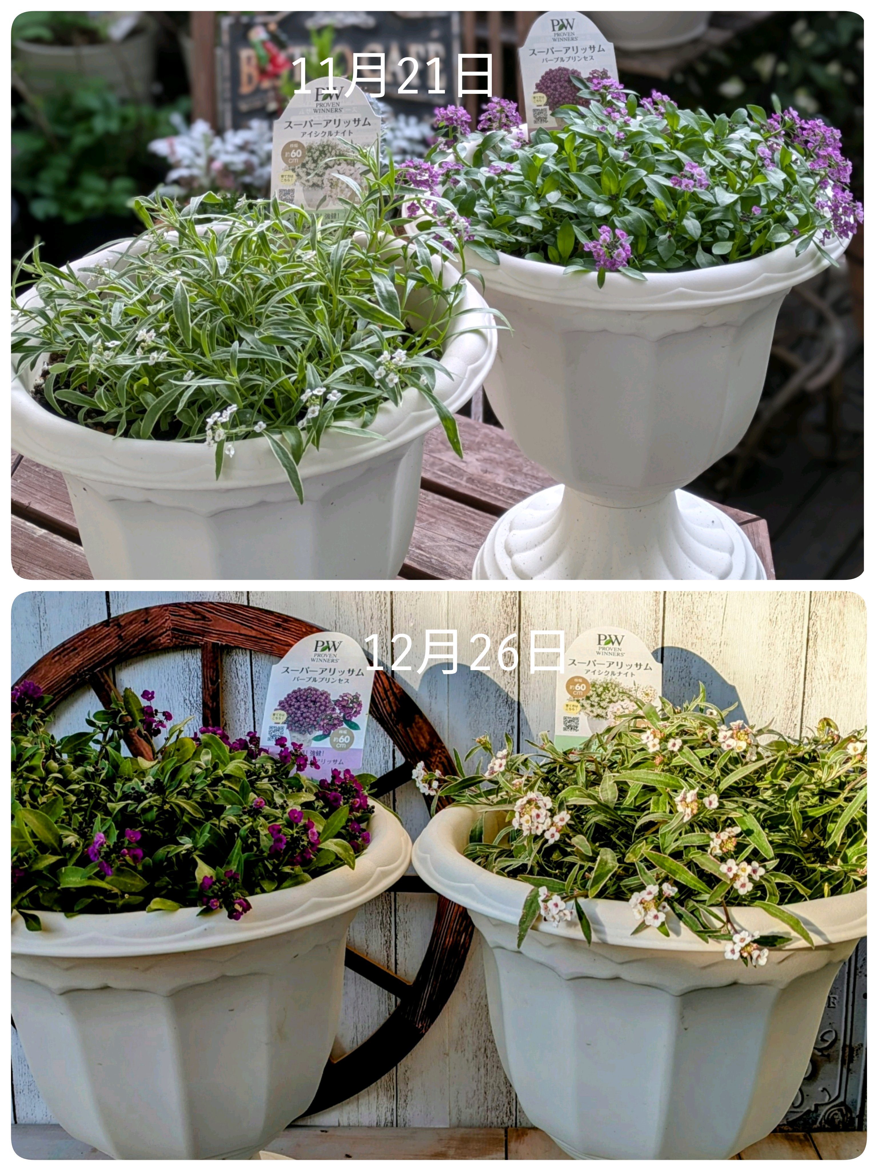 pwアンバサダー2024秋｜🍀GreenSnap（グリーンスナップ）