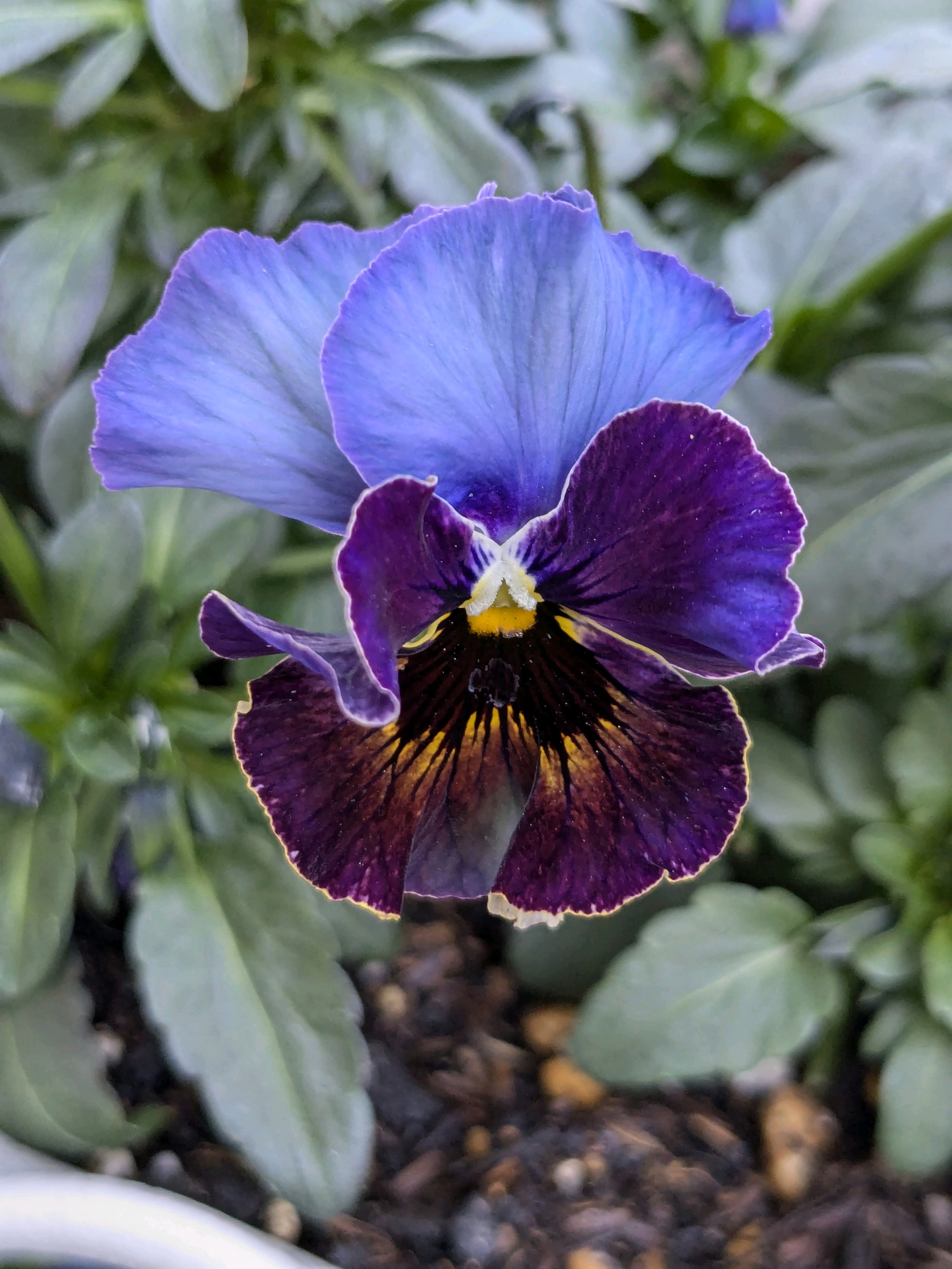 ウーゲデールのビオラ・パンジーカタログ2024｜🍀GreenSnap