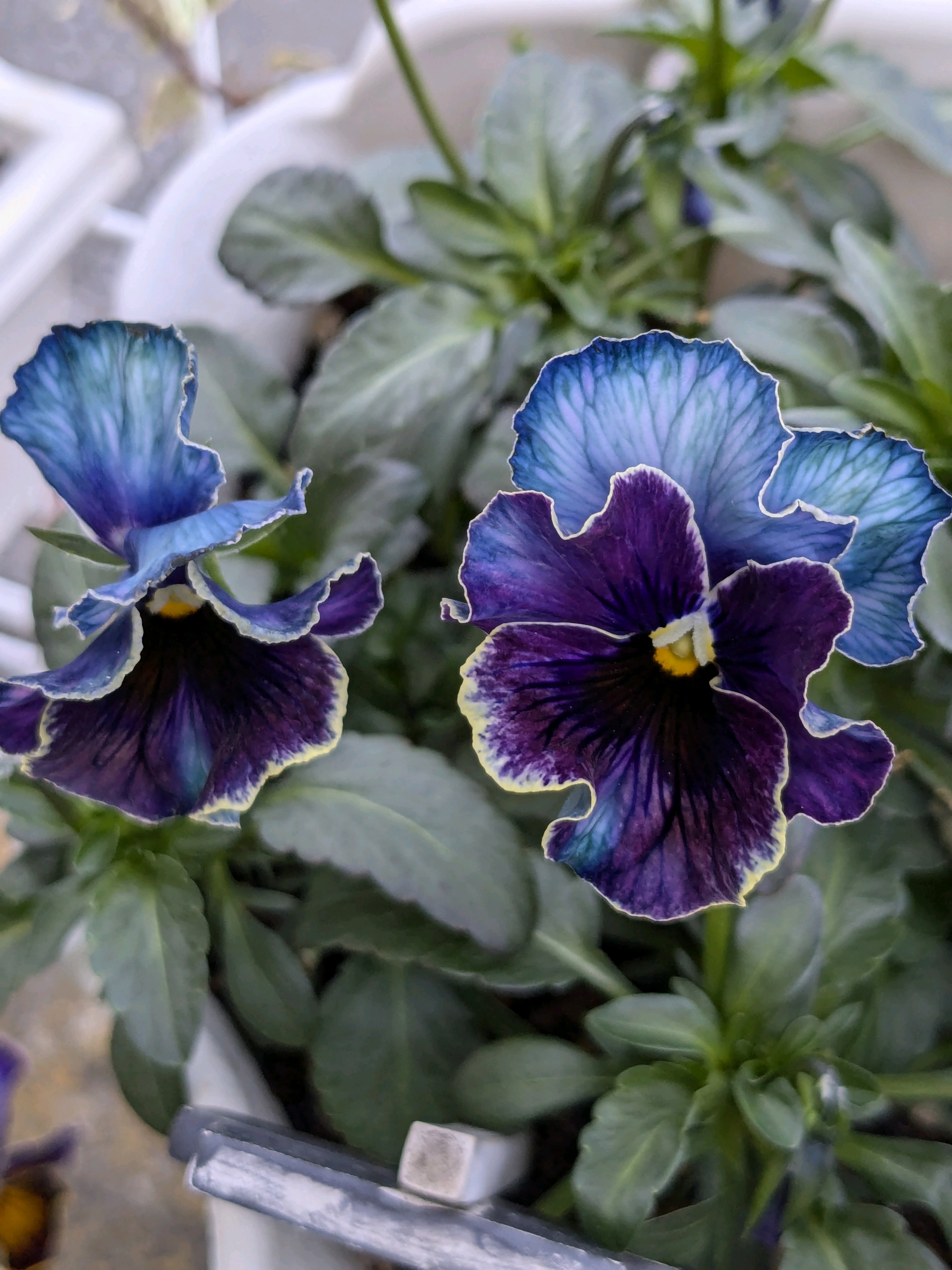 ウーゲデールのビオラ・パンジーカタログ2024｜🍀GreenSnap