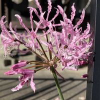 ネリネ,ネリネ,ダイヤモンドリリー,公園,鉢植えの画像