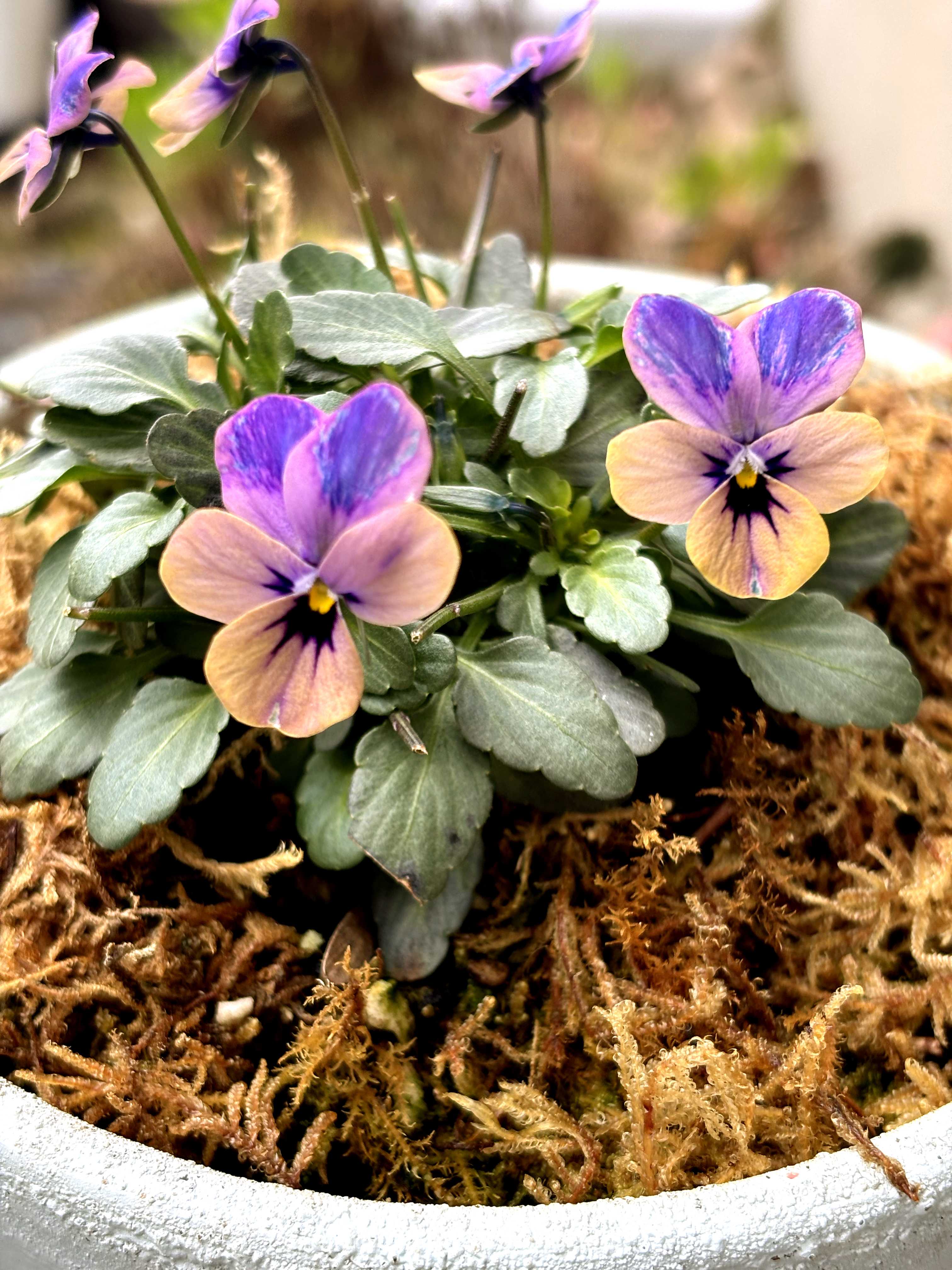 神戸べっぴんさんビオラ：夢紡ぎの一覧｜🍀GreenSnap（グリーンスナップ）