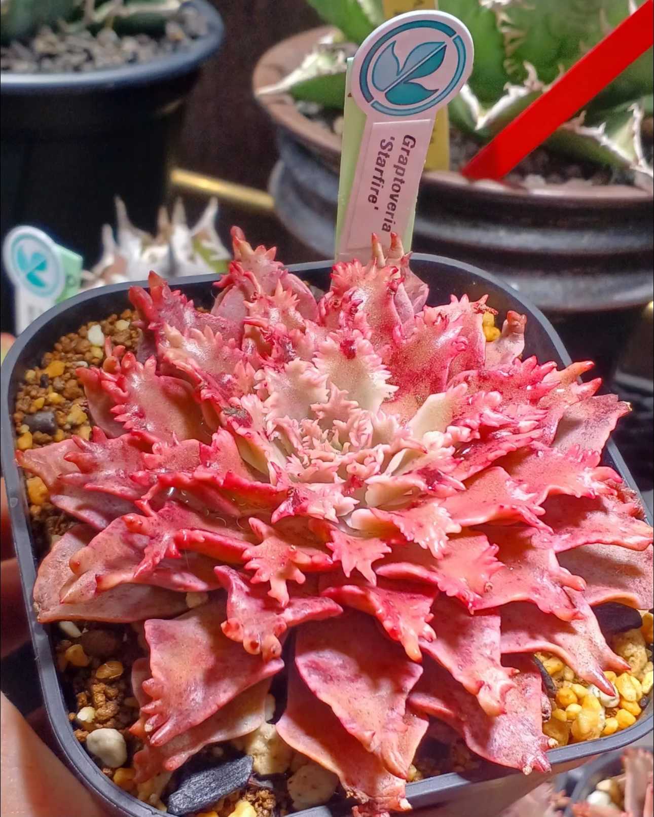 グラプトベリア スターファイヤーの一覧｜🍀GreenSnap（グリーンスナップ）