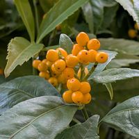 センリョウ,センリョウ（千両）,今日のお花,センリョウ目センリョウ科の画像