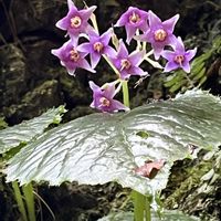 イワタバコ,山野草,多年草,イワタバコ科,岩場の画像