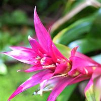 グズマニア,センリョウ,センリョウ,京都府立植物園　温室,京都府立植物園の画像