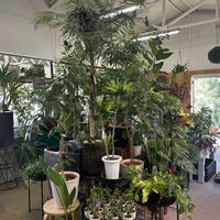 オリーブ,多肉植物,観葉植物専門店,多肉植物のある暮らし,ティランジア属の画像