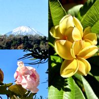 バラ,プルメリア,プルメリアデザートサンライズ,富士山,被災地にエールを…。の画像