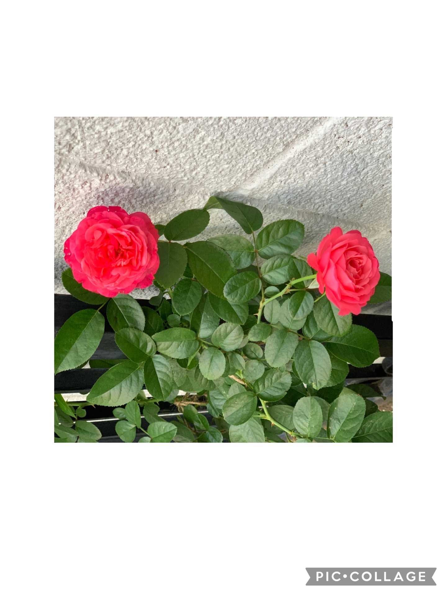 バラ 値下げ品の名無し新苗薔薇の成長記録 2024.0721〜｜🍀GreenSnap