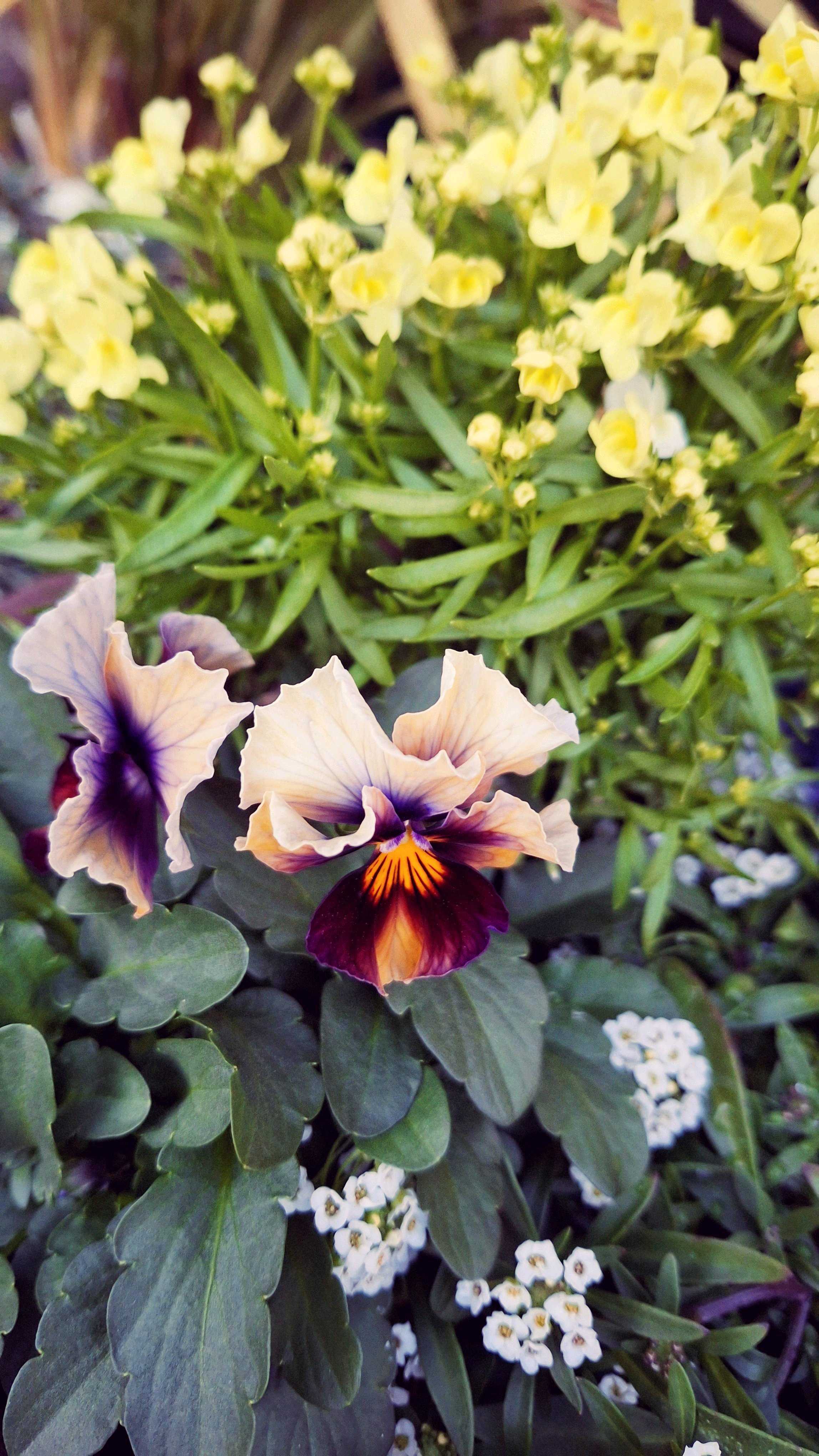 メゾンド ビオラの一覧｜🍀GreenSnap（グリーンスナップ）