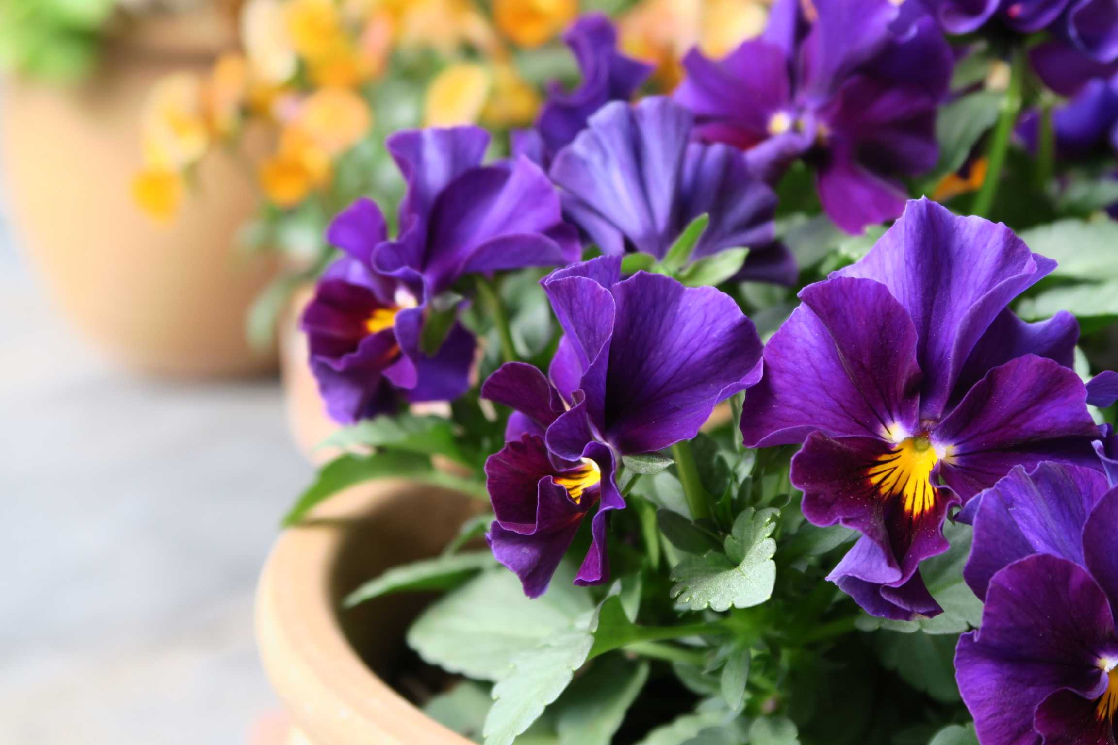 ビオラ ヌーヴェルヴァーグ｜🍀GreenSnap（グリーンスナップ）