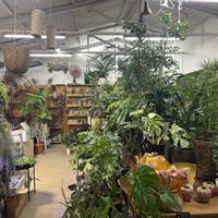 オリーブ,多肉植物,観葉植物専門店,多肉植物のある暮らし,多肉女子の画像