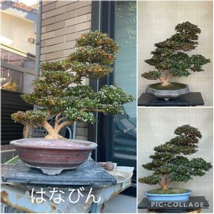 盆栽,植え替え,さつき盆栽の画像