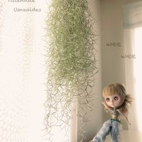 ウスネオイデス,エアプランツ,観葉植物,エアープランツ/チランジア,ブライスの画像