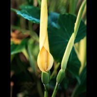 サトイモ,里芋,今日のお花,オモダカ目サトイモ科の画像