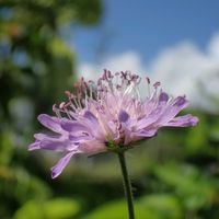 キキョウ,マツムシソウ,山野草,お出かけ先の画像