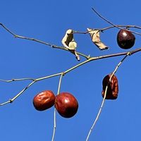 ナツメ,ナツメ,和菓子の日,#最前線のあなたへ,お散歩ちゃんキーホルダーの画像